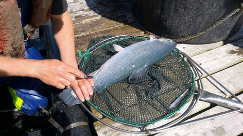 Wellfish Diagnostics